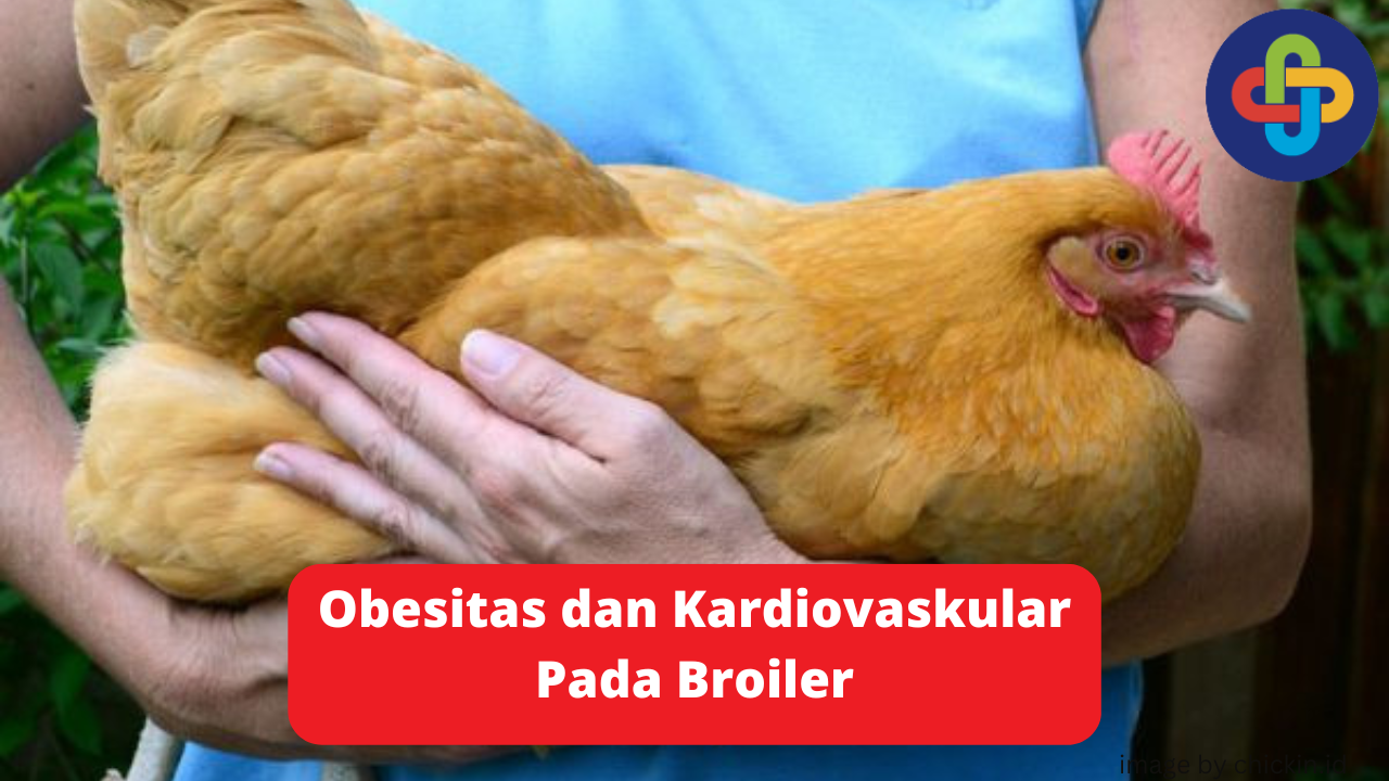 Waspadai Obesitas dan Kardiovaskular, Penyakit Tidak Menular Pada Broiler